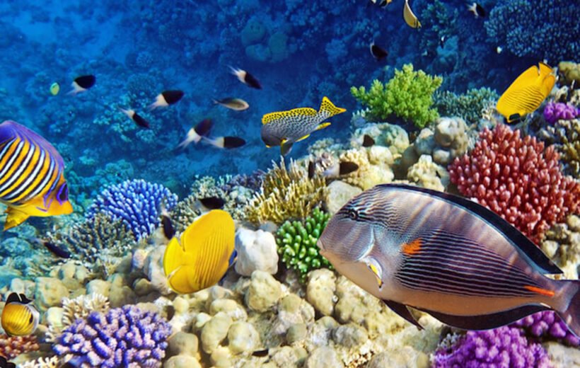 Cairo, Marsa Alam 7 Days 6 Nights